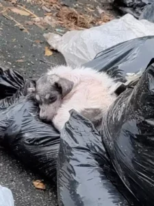 I Rescued a Puppy From the Trash—Then the Footage Revealed Something Unbelievable